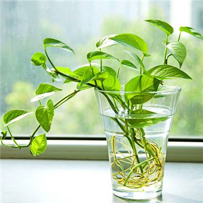 凤凰彩票平台下载app下载